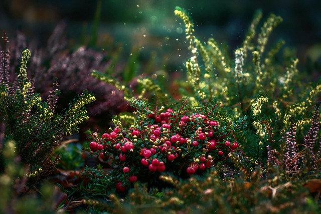 Je tuinontwerp tot leven brengen met 3D-visualisatie